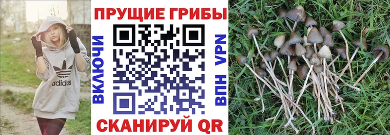 Купить где  Билибино  Галлюциногенные грибы MAGIC MUSHROOMS 